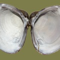 Corbicula fluminea - 13. Fund