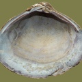 Corbicula fluminea - 16. Fund