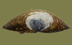 Corbicula fluminea - 18. Fund