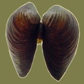 Corbicula fluminea -  1. Fund