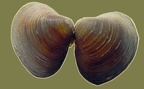 Gattung Corbicula (O. F. Müller, 1774)