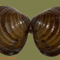 Corbicula fluminea - 21. Fund