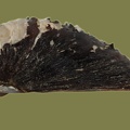 Corbicula fluminea -  8. Fund