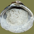 Corbicula fluminea -  9. Fund