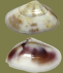 Gattung Donax (Linnæus, 1758)