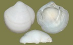 Gattung Lucina (Bruguière, 1797)