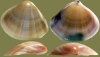 Familie Mactridae (Lamarck, 1809)