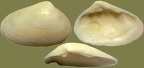 Familie Mesodesmatidae (Gray, 1839)
