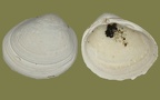 Familie Sphaeriidae (Deshayes, 1855)