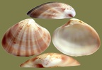 Gattung Callista (Poli, 1791)