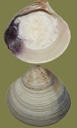 Chamelea gallina - 13. Fund