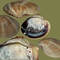 Chamelea gallina -  4. Fund