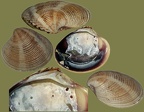 Familie Veneridae (Rafinesque, 1815)