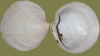 Dosinia exoleta (Linnæus, 1758)