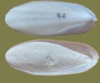 Gattung Sepia (Linnæus, 1758)