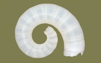 Klasse Cephalopoda (Cuvier, 1797)