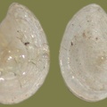 Bithynia tentaculata -  1. Fund (Operculum)