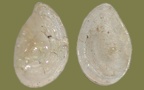 Bithynia tentaculata -  1. Fund (Operculum)