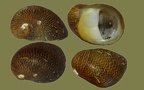 Theodoxus fluviatilis - 13. Fund