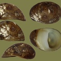 Theodoxus fluviatilis - 14. Fund