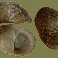 Theodoxus fluviatilis - 16. Fund