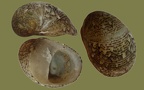 Theodoxus fluviatilis - 16. Fund