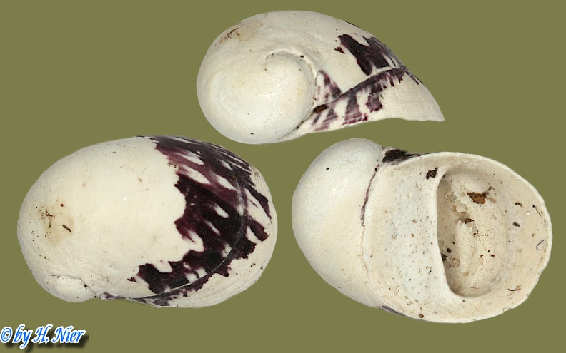 Theodoxus fluviatilis - 20. Fund