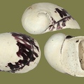 Theodoxus fluviatilis - 20. Fund