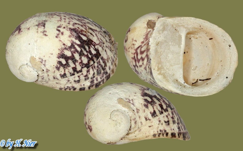 Theodoxus fluviatilis - 22. Fund