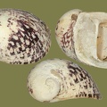 Theodoxus fluviatilis - 22. Fund
