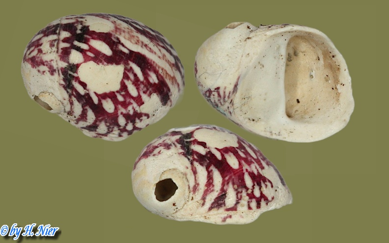 Theodoxus fluviatilis - 24. Fund