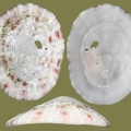 Eoacmaea pustulata -  1. Fund