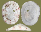 Eoacmaea (Patelloida) pustulata (Helbling, 1779)