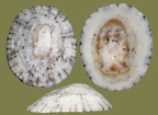 Familie Lottiidae (Gray, 1840)