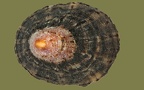 Cymbula safiana (Cymbula nigra, Patella safiana) (Lamarck, 1819)