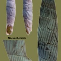 Agathylla lamellosa -  1. Fund