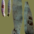 Agathylla lamellosa -  2. Fund