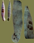 Agathylla lamellosa (Wagner, 1829)