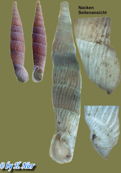 Agathylla lamellosa -  3. Fund