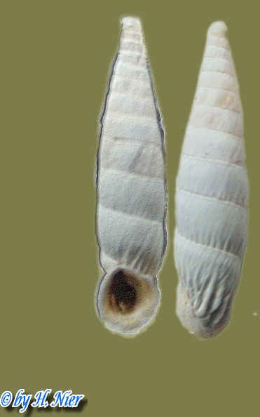 Albinaria cretensis -  2. Fund