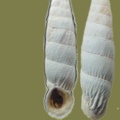 albinaria_cretensis_2a.jpg