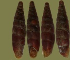 Stamm Mollusca (Cuvier, 1797)