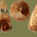 Cochlicella conoidea -  2. Fund