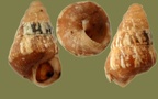 Cochlicella conoidea -  2. Fund