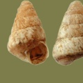 Cochlicella conoidea -  3. Fund
