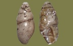 Cochlicopa nitens (M. von Gallenstein, 1848)