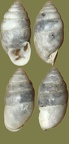 Gattung Chondrula (Beck, 1837)