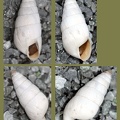 Leucomastus varnensis -  1. Fund