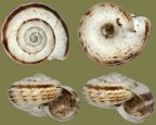 Xerolenta (Helicella) obvia (Menke, 1828)