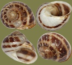 Cornu aspersum (Helix aspersa) (O. F. Müller, 1774)